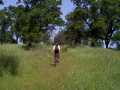 Bill crosses a field